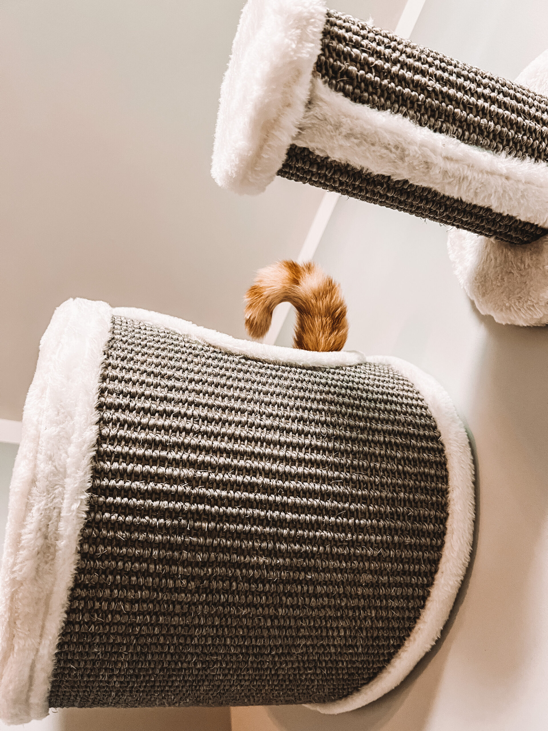 catsitter trojmiasto