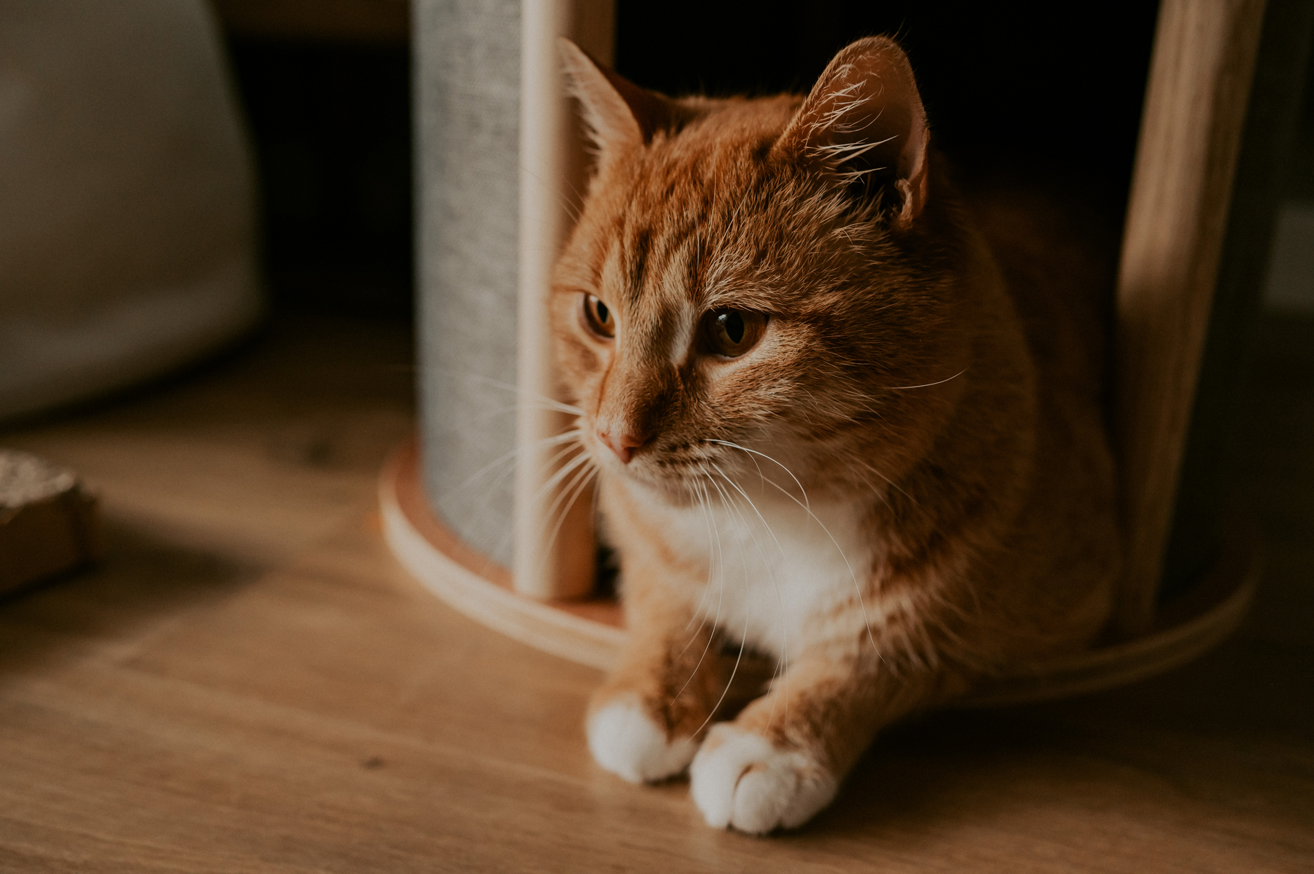 catsitter trojmiasto trójmiasto kocia opiekunka